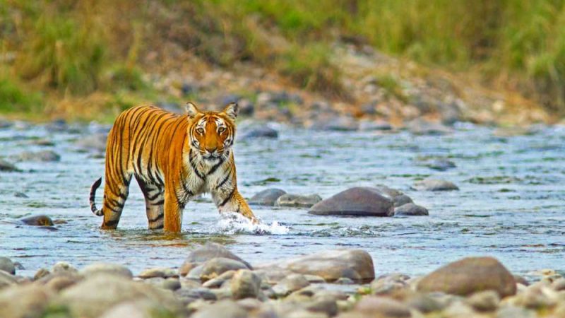 राष्ट्रीय पार्कों में बढ़ती गन्दगी और पर्यटकों के बर्ताव को लेकर जल्द जारी होगी नई गाइडलाइन