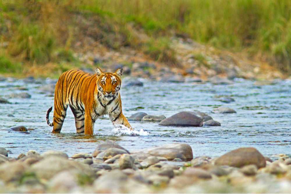 राष्ट्रीय पार्कों में बढ़ती गन्दगी और पर्यटकों के बर्ताव को लेकर जल्द जारी होगी नई गाइडलाइन