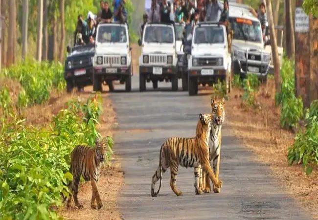 कॉर्बेट नेशनल पार्क में अब फिरसे सैलानी जंगल सफारी का उठा सकेंगे लुत्फ