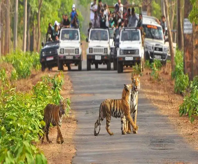 कॉर्बेट नेशनल पार्क में अब फिरसे सैलानी जंगल सफारी का उठा सकेंगे लुत्फ