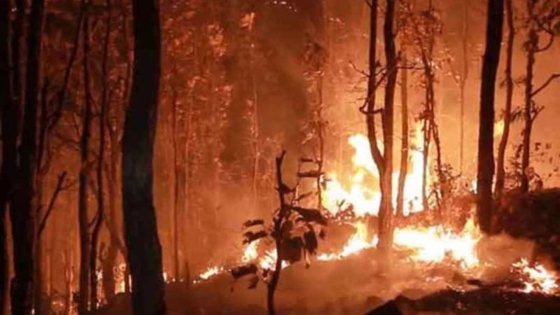 जंगलों की आग से पर्यावरण को नुकसान,ग्लेशियर्स भी प्रभावित