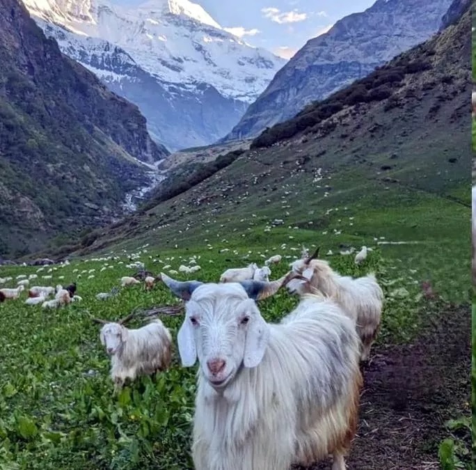 शीत लहर के चलते चरवाहों ने किया निचली घाटी का रुख