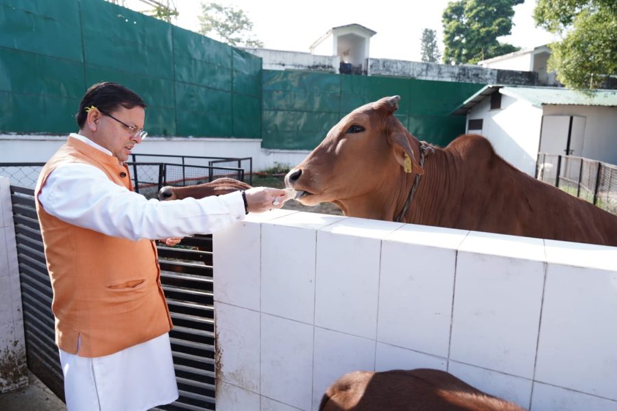 सीएम धामी ने की गाय पूजा