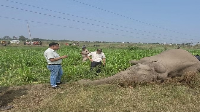 हाईटेंशन लाइन की चपेट में आने से हाथी की मौत