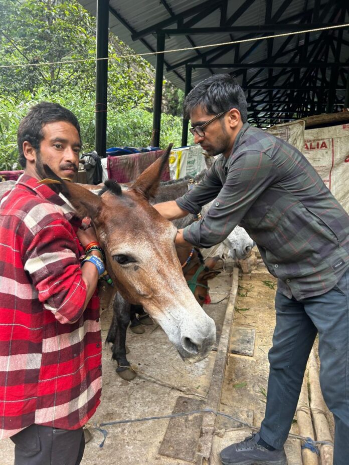 केदारनाथ धाम मार्ग में फंसे पशुओं को रेस्क्यू कर सुरक्षित स्थान पर लाया गया