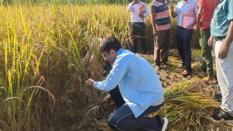 किसान बन डीएम सविन पहुंचे धान के खेत, कृषकों संग की फसल कटाई