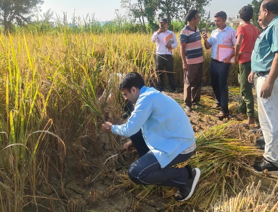किसान बन डीएम सविन पहुंचे धान के खेत, कृषकों संग की फसल कटाई
