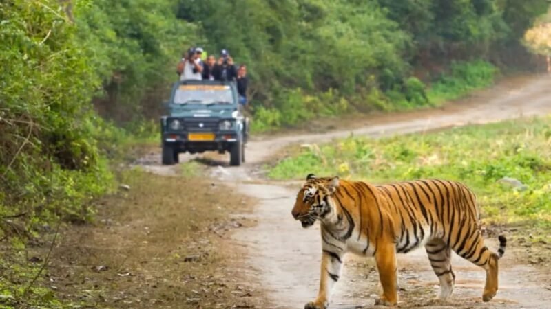 होली पर तीन और चार मार्च को बंद रहेंगे कॉर्बेट के सभी पर्यटन जोन