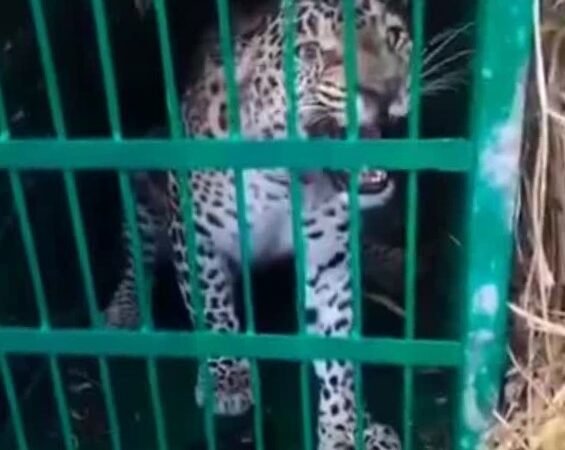 गांव में दहशत का कारण बना गुलदार पिंजरे में कैद