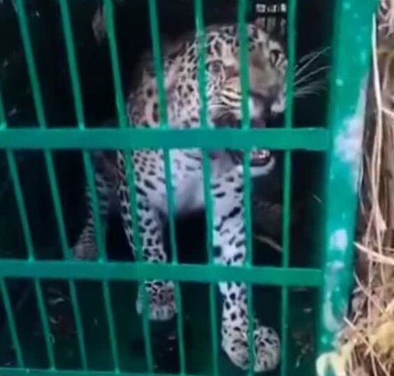 गांव में दहशत का कारण बना गुलदार पिंजरे में कैद