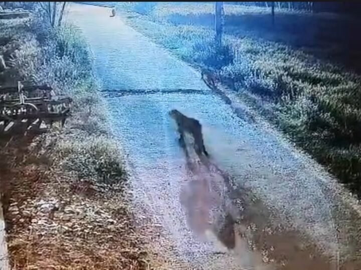 सीसीटीवी कैमरे में कैद हुए एक साथ तीन गुलदार,पूरे गांव में दहशत