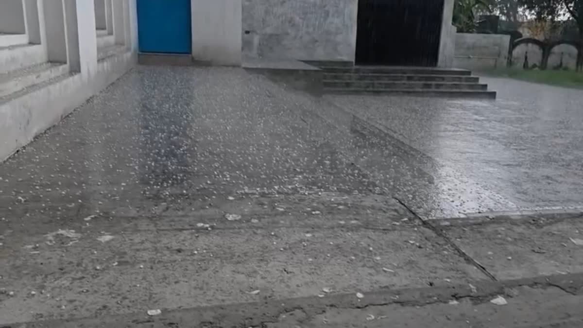 बेमौसमी बारिश और ओलावृष्टि से गेहंू की फसल को भारी नुकसान  की आशंका