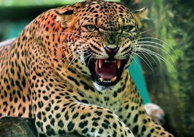 गुलदार की सक्रियता को लेकर वन विभाग की एडवाइजरी जारी